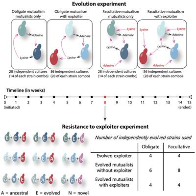 Coevolution and dependency influence resistance of mutualists to exploitation